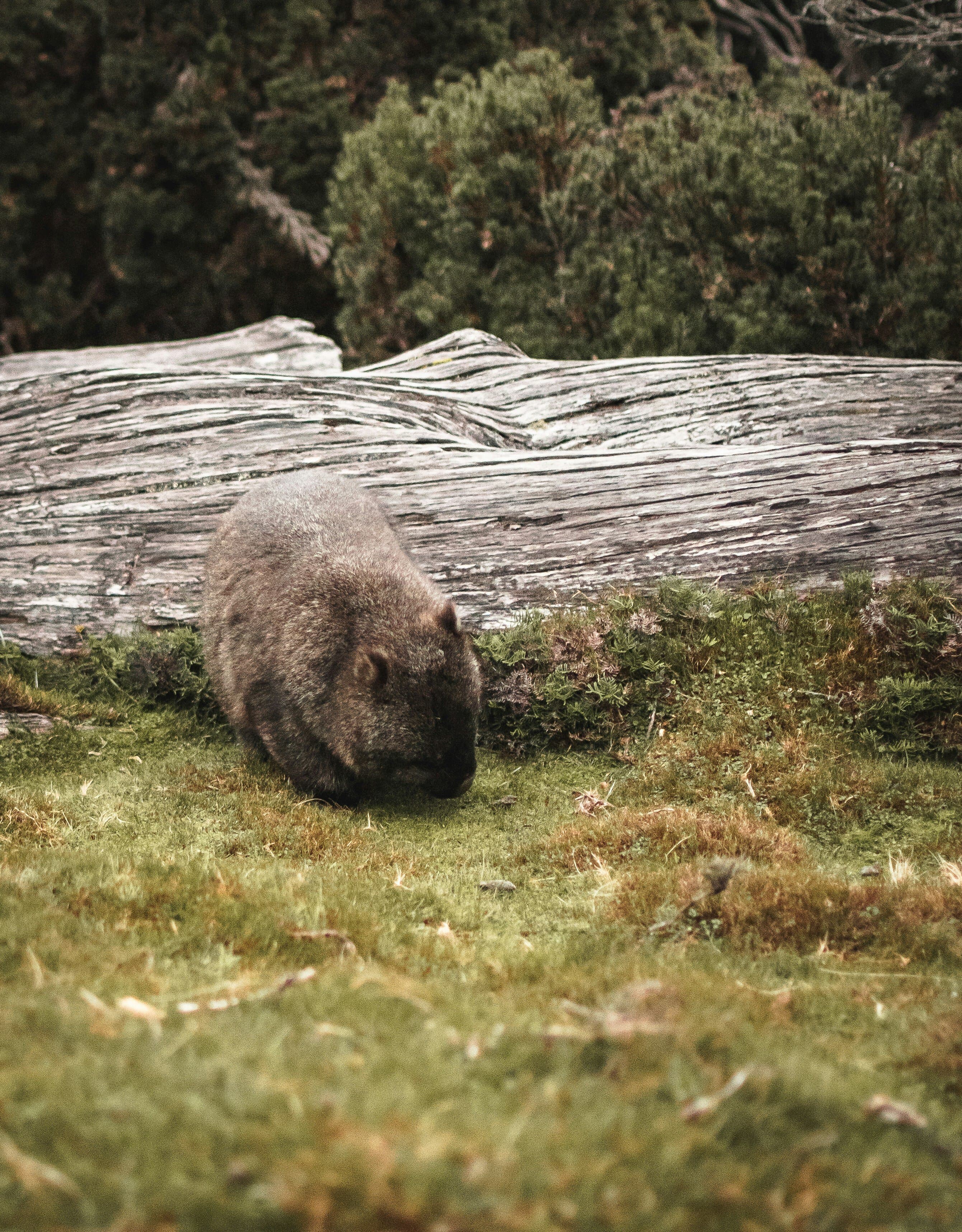 A wombat in the grass